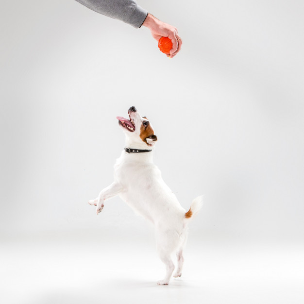 #4 Les chiens voient flou de loin